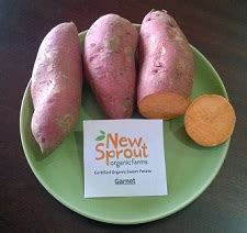 evangeline sweet potato slips|order sweet potato slips online.